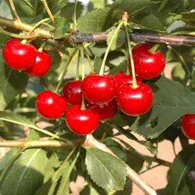 Prunus cerasus - Zwergsauerkirsche 