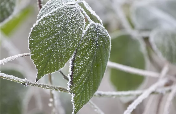 Blätter mit Raureif