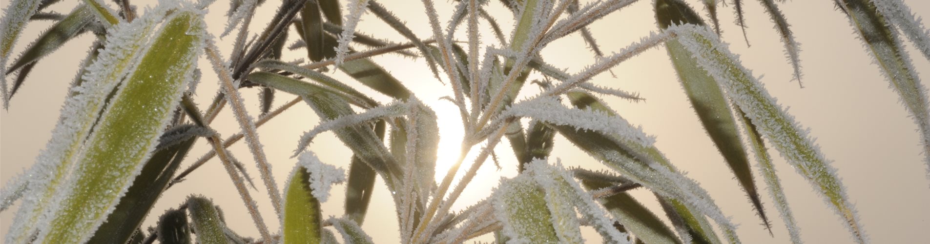 Bambusblätter mit Raureif Bambusblätter mit Raureif