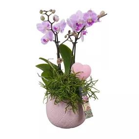 Arrangement Muttertag 'Orchidee'