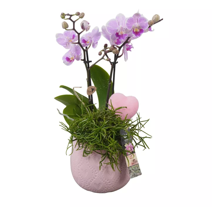 Arrangement Muttertag 'Orchidee'