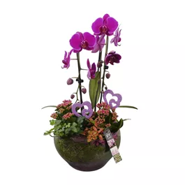Arrangement 'Muttertags-Orchidee', violett