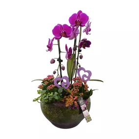 Arrangement 'Muttertags-Orchidee', violett