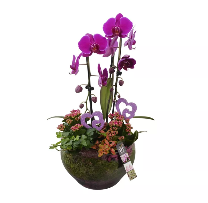 Arrangement 'Muttertags-Orchidee', violett