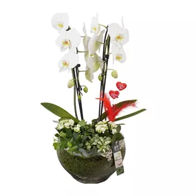 Arrangement 'Muttertags-Orchidee', weiß