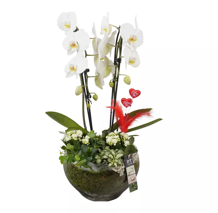 Arrangement 'Muttertags-Orchidee', weiß
