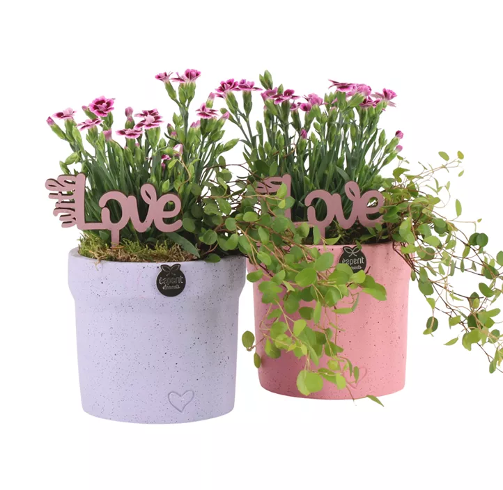 Outdoor-Arrangement 'Love' in Pastell-Topf