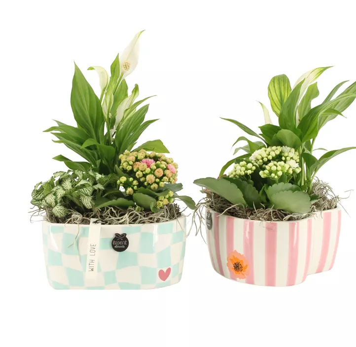 Indoor-Arrangement 'Loves' in Pastell-Topf
