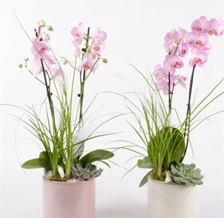 Phalaenopsis Komposition 'Pastell'