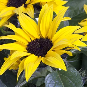 Helianthus annuus 'Sunsation'