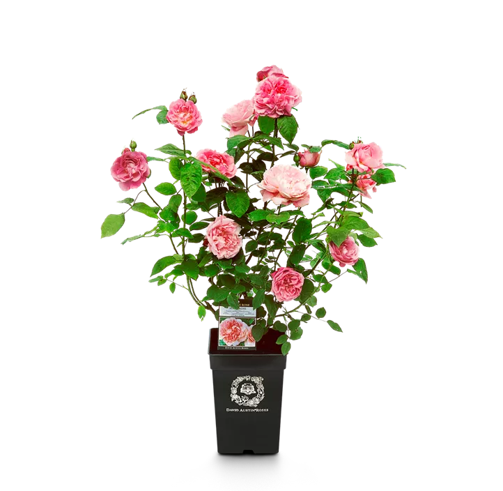 Englische Rose 'David Austin'®