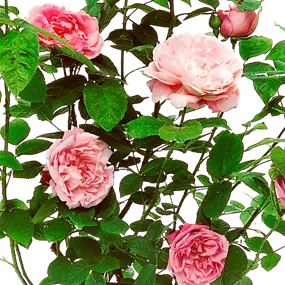 Rosa David Austin