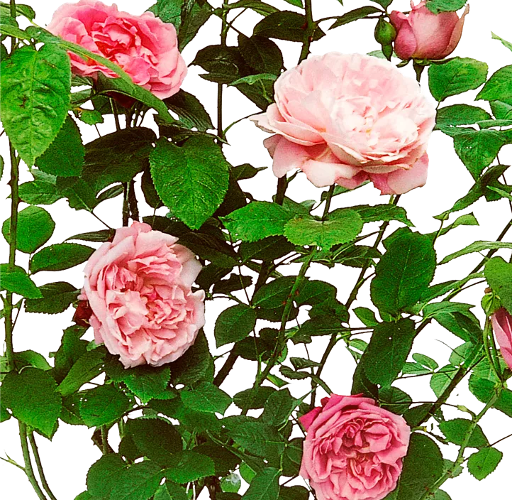 Englische Rose 'David Austin'®