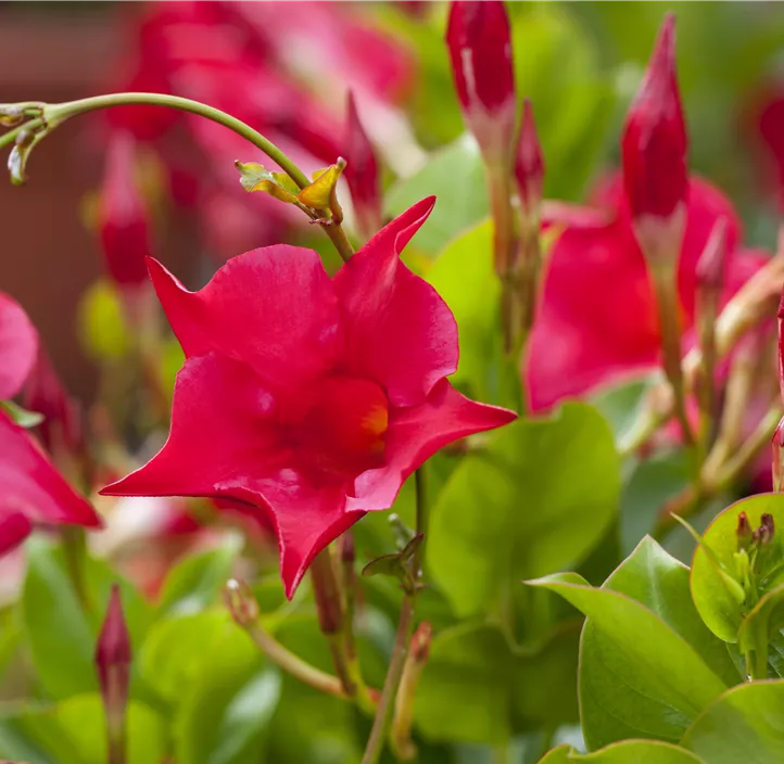 Dipladenia 'Sundavilla Pyramide'
