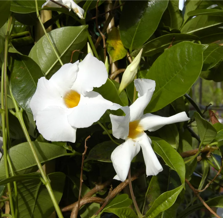 Dipladenia 'Sundavilla Pyramide'
