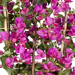 Bougainvillea glabra sanderiana Alex Busch