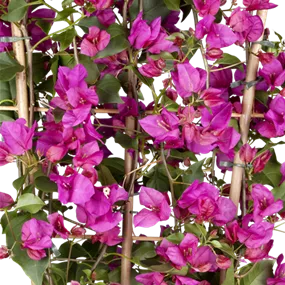 Bougainvillea glabra sanderiana Alex Busch