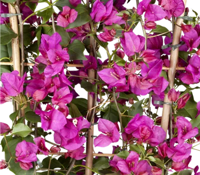 Bougainvillea glabra sanderiana Alex Busch