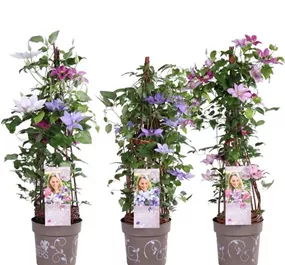 Clematis Evison - Three Sisters