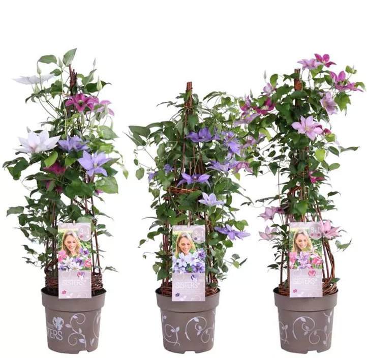 Waldrebe 'Evison - Three Sisters'