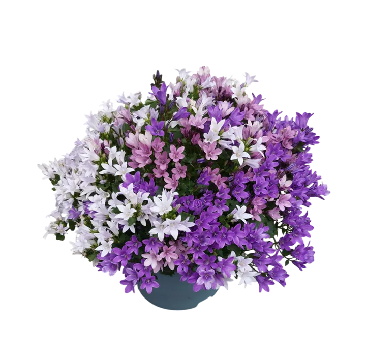 Glockenblume 'Ambella Trio'