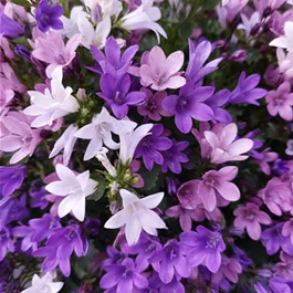Campanula Ambella Trio in patiopot