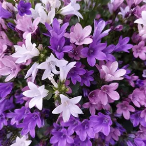 Campanula Ambella Trio in patiopot
