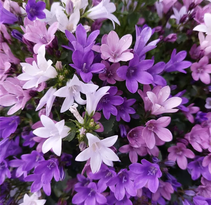 Glockenblume 'Ambella Trio'