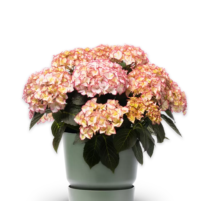 Rispenhortensie 'Unique'