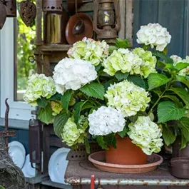 Hydrangea Hy-pe Unique