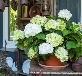 Hydrangea Hy-pe Unique