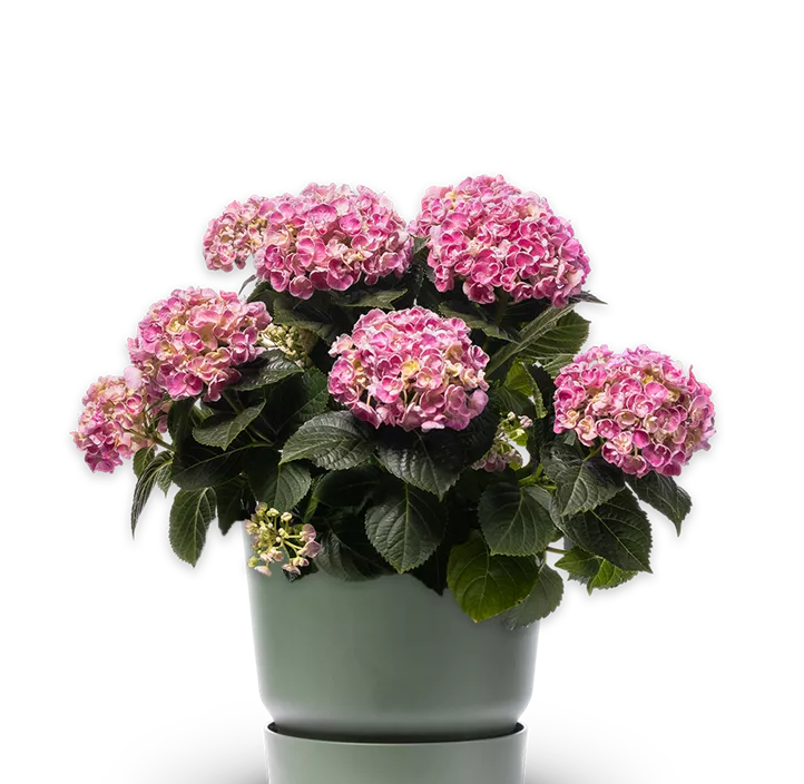 Rispenhortensie 'Unique'