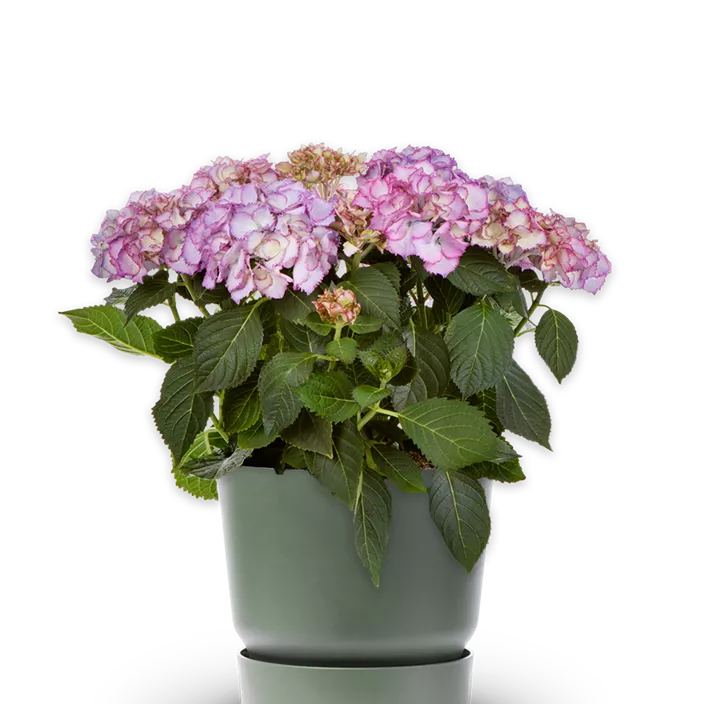 Rispenhortensie 'Unique'