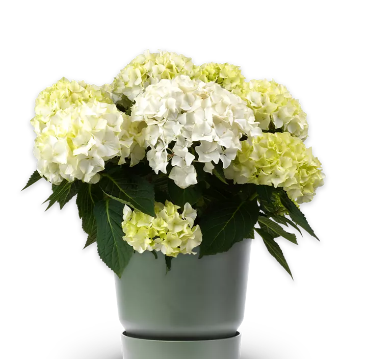 Rispenhortensie 'Unique'