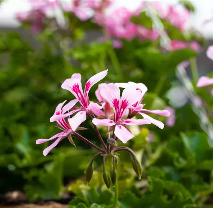 Hängegeranie 'Grand Idols®'