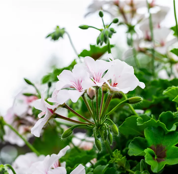 Hängegeranie 'Grand Idols®'