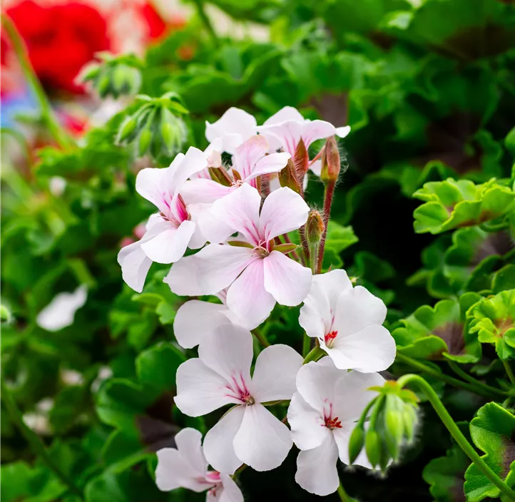 Hängegeranie 'Grand Idols®'