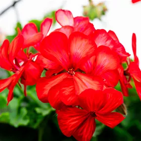 Pelargonium peltatum Grand Idols