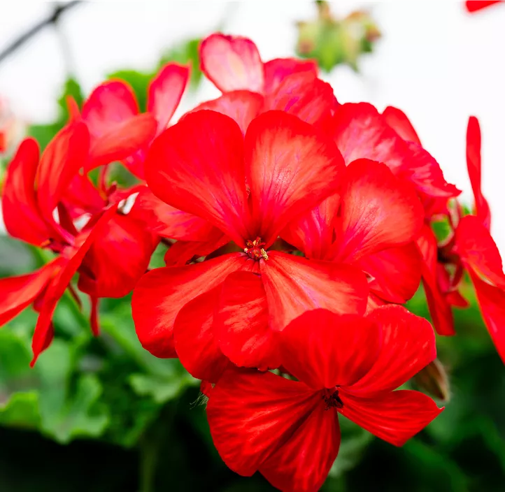 Hängegeranie 'Grand Idols®'