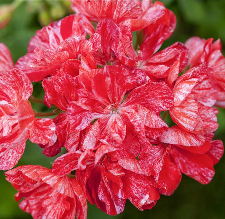 Zonale-Pelargonie 'Mosaik'