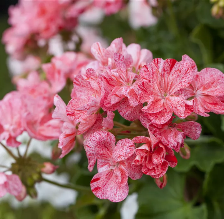 Zonale-Pelargonie 'Mosaik'