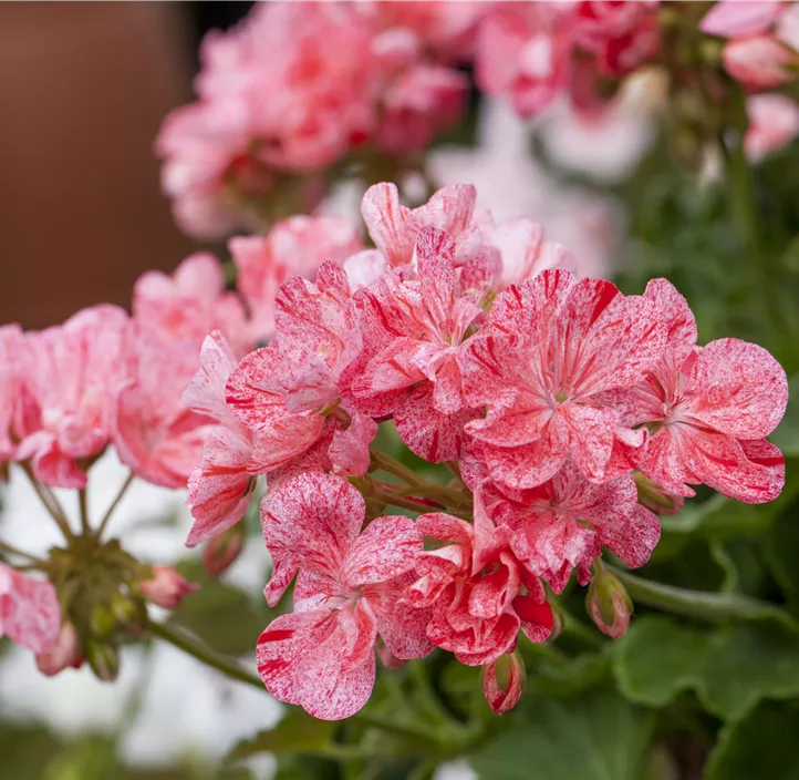 Zonale-Pelargonie 'Mosaik'