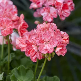Pelargonium zonale Mosaik