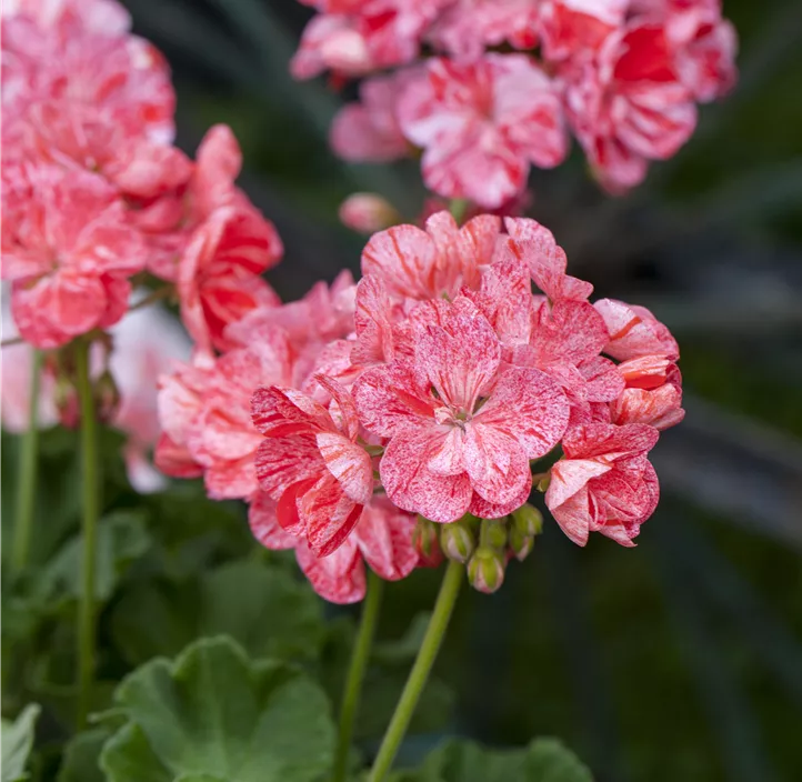 Zonale-Pelargonie 'Mosaik'