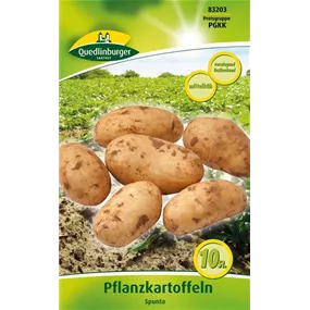 Pflanzkartoffel 'Spunta' (festkochend)
