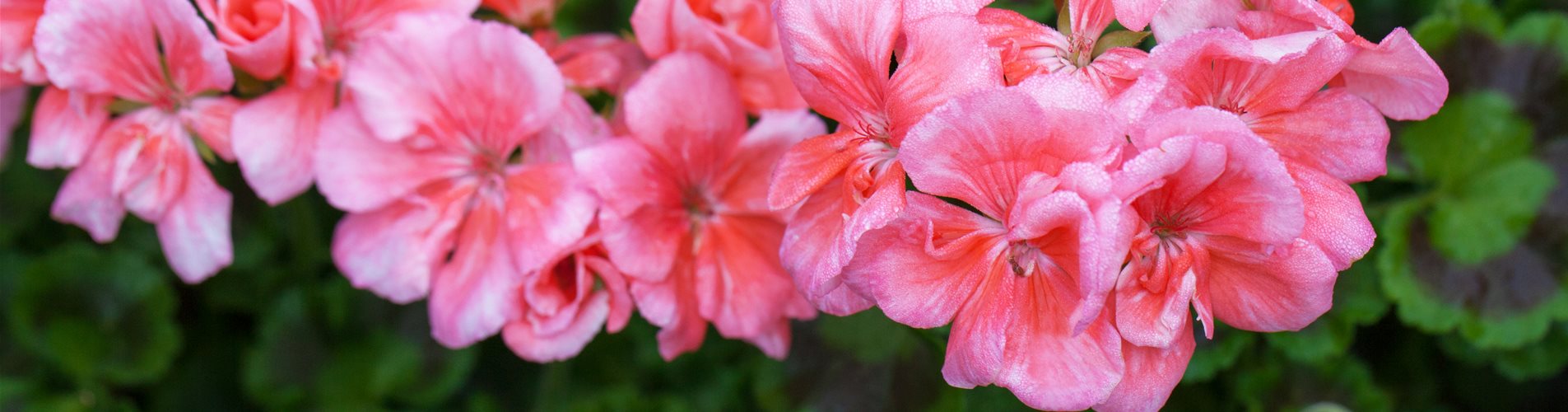 Pelargonium zonale 'PAC® Calais'