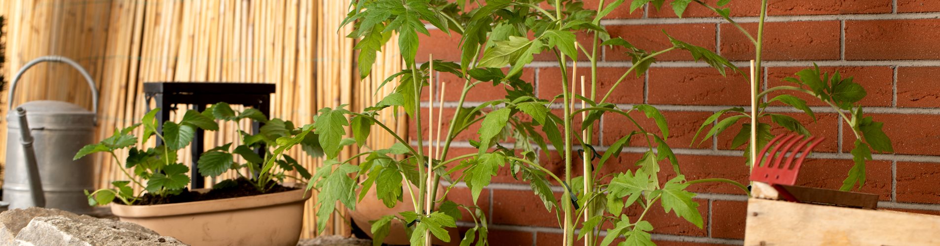 Tomatenjungpflanzen im Beet