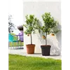 bellaflora Gartencenter GmbH