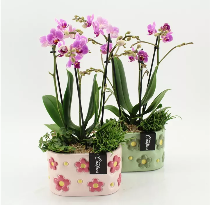 Muttertag Arranagement Phalaenopsis in Übertopf mit Blüten