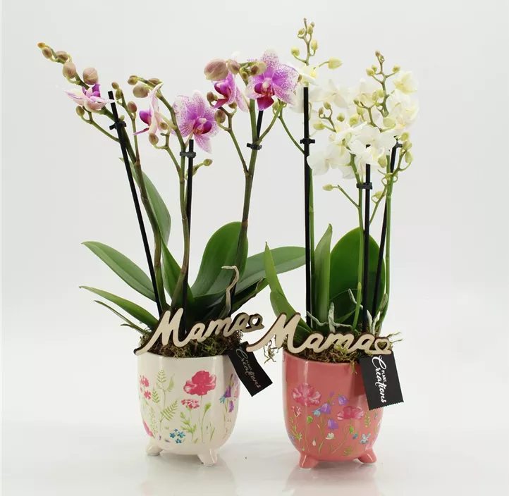Muttertag Arranagement Phalaenopsis in Übertopf mit Blumenprint